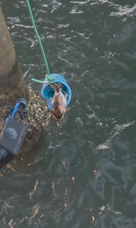 Cheezburger Image 10671363072