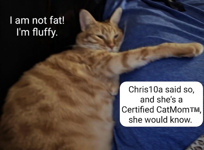 I am not fat! I'm fluffy. Chris10a said so, and she's a Certified CatMom™M, she would know.