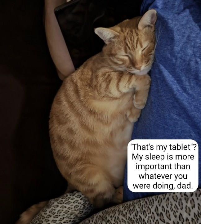 "That's my tablet"? My sleep is more important than whatever you were doing, dad.