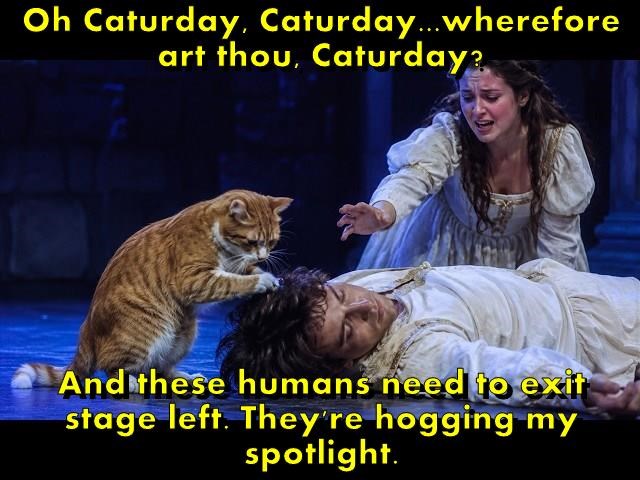 Oh Caturday, Caturday... wherefore art thou, Caturday? And these humans need to exit stage left. They're hogging my spotlight.