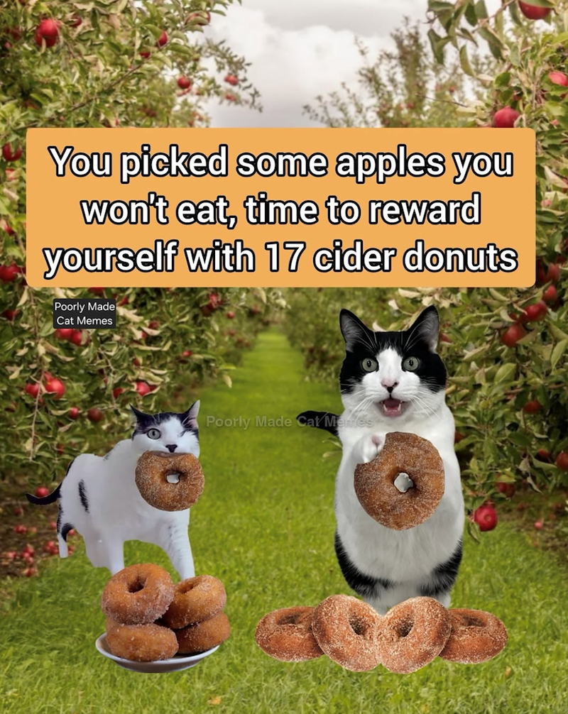 You picked some apples you won't eat, time to reward yourself with 17 cider donuts Poorly Made Cat Memes Poorly Made Cat Merres