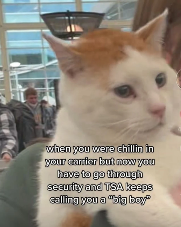 when you were chillin in your carrier but now you have to go through security and TSA keeps calling you a "big boy"