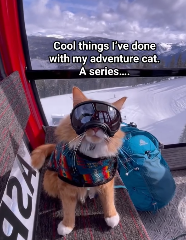 Cool things I've done with my adventure cat. A series.... ww