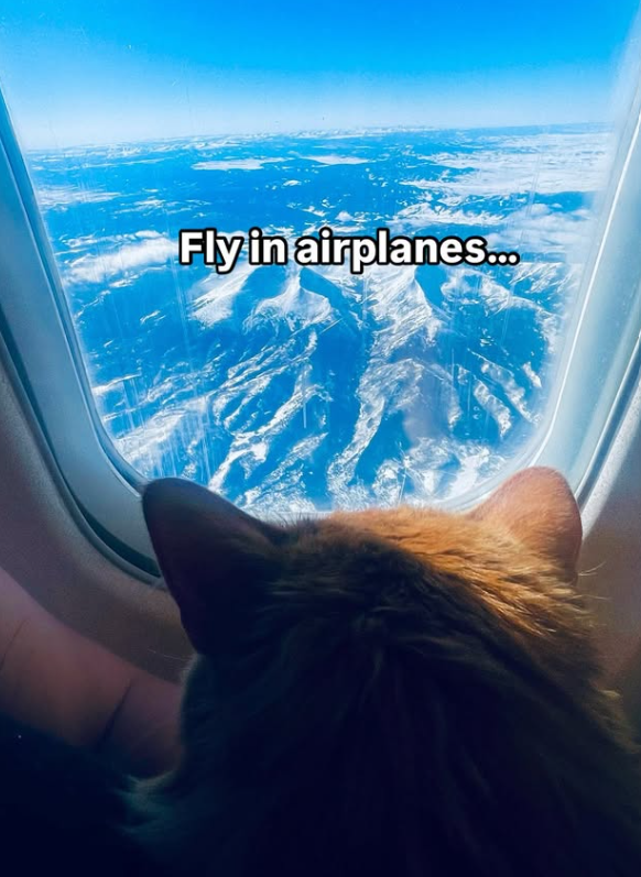Fly in airplanes...