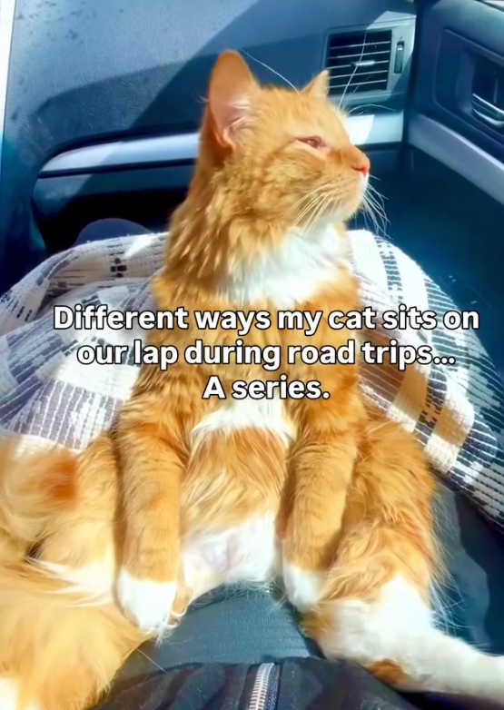 Different ways my cat sits on our lap during road trips... A series.