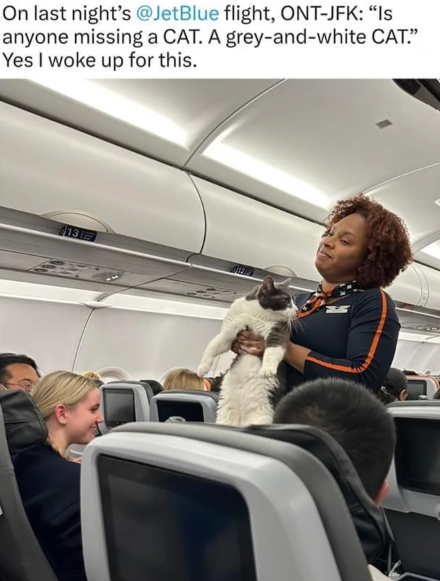 On last night's @JetBlue flight, ONT-JFK: "Is anyone missing a CAT. A grey-and-white CAT." Yes I woke up for this. 13日 412