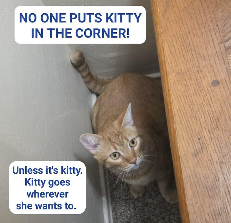 NO ONE PUTS KITTY IN THE CORNER! Unless it's kitty. Kitty goes wherever she wants to.