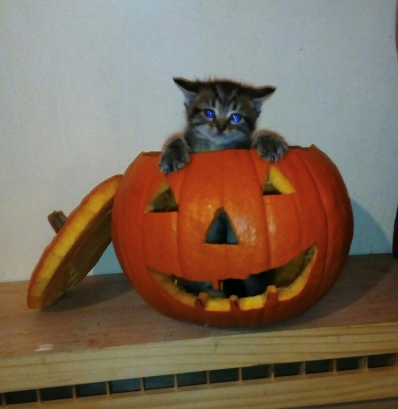 Cheezburger Image 10671466752