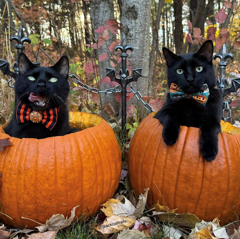 @blackcattrails