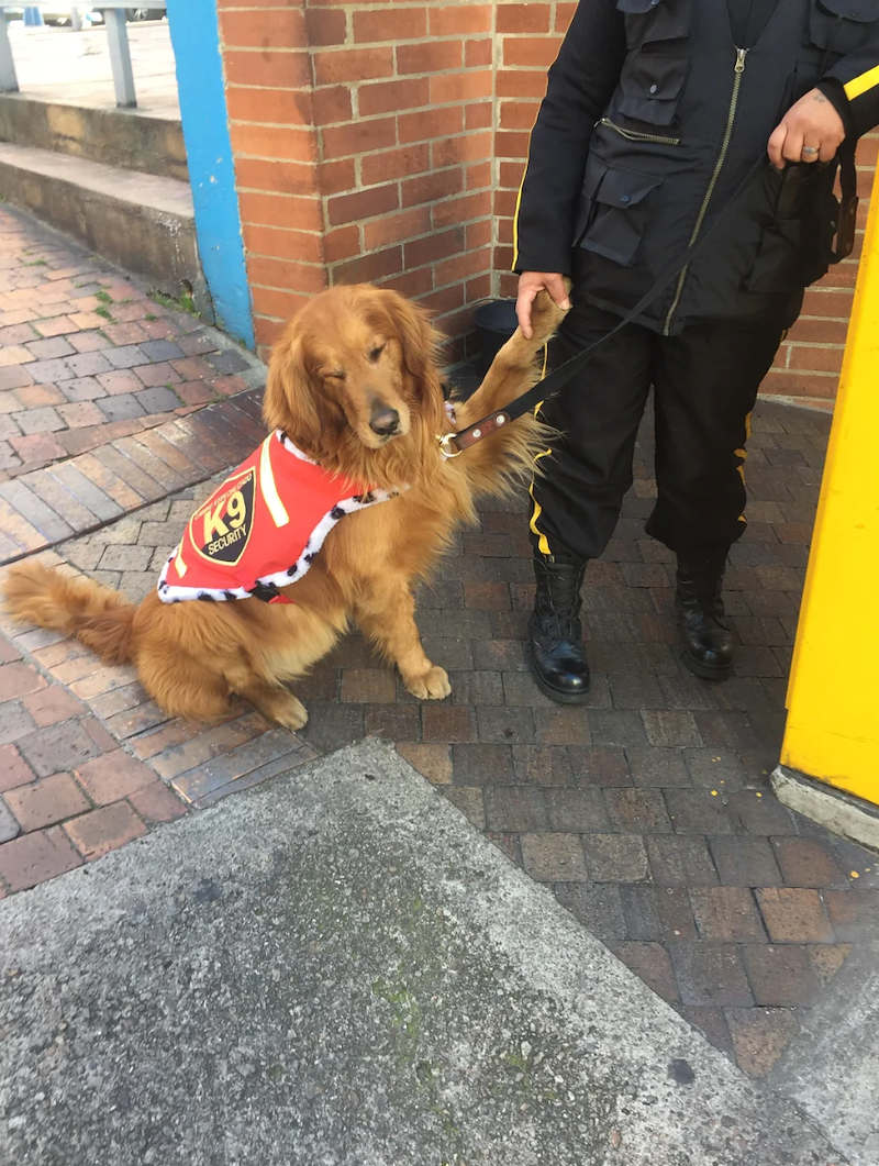 K9 SECURITY