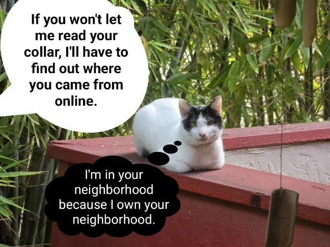 If you won't let me read your collar, I'll have to find out where you came from online. I'm in your neighborhood because I own your neighborhood.