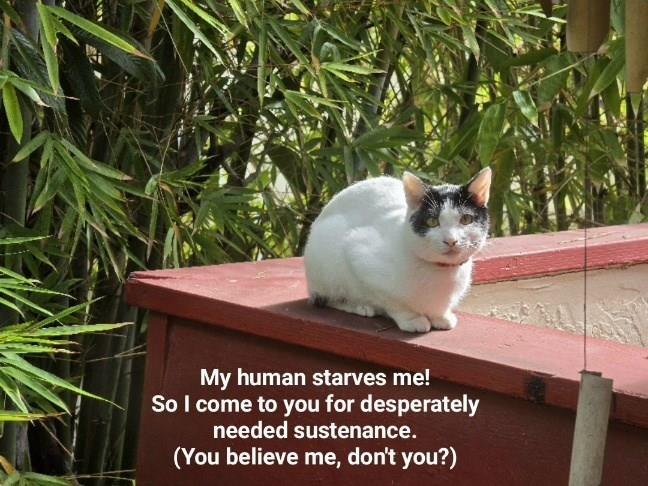 My human starves me! So I come to you for desperately needed sustenance. (You believe me, don't you?)