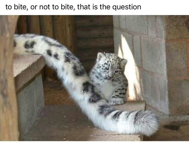 to bite, or not to bite, that is the question