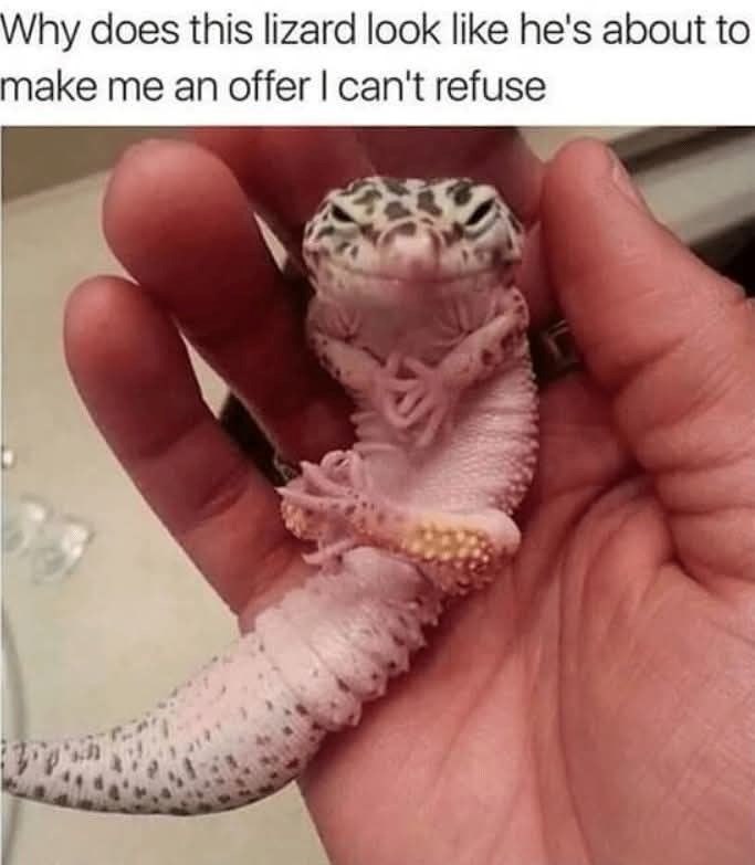 Why does this lizard look like he's about to make me an offer I can't refuse