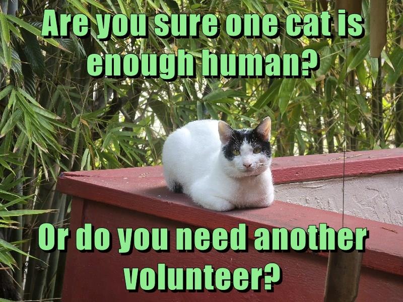 Are you sure one cat is enough human? Or do you need another volunteer?