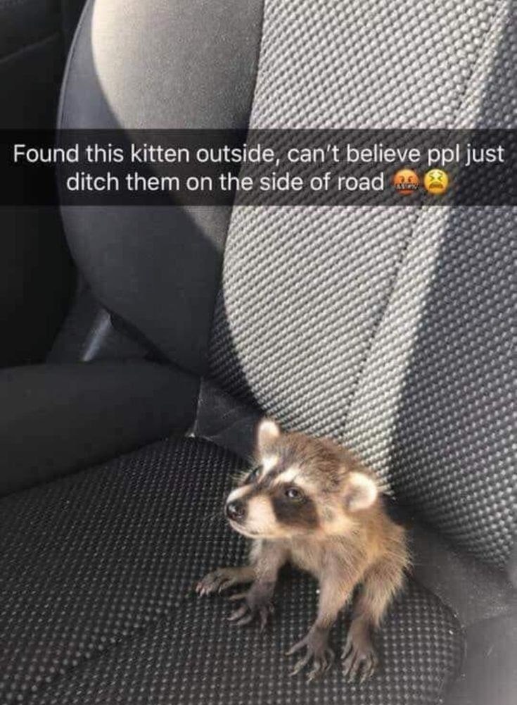 Found this kitten outside, can't believe ppl just ditch them on the side of road