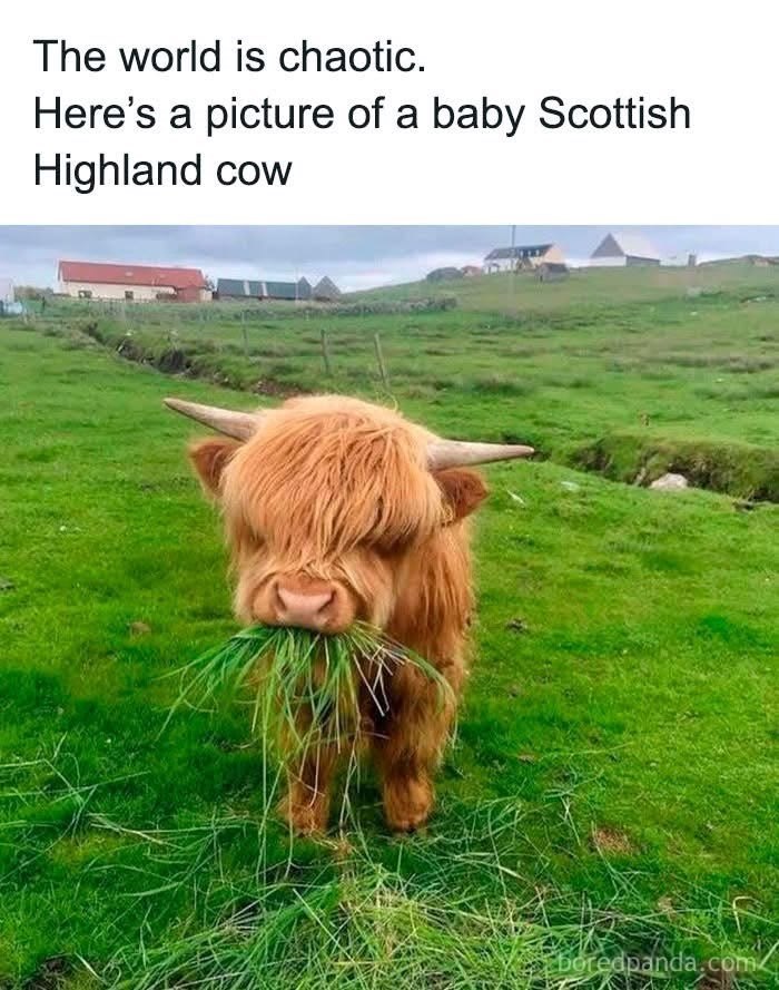 The world is chaotic. Here's a picture of a baby Scottish Highland cow boredpanda.com/