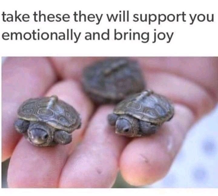take these they will support you emotionally and bring joy