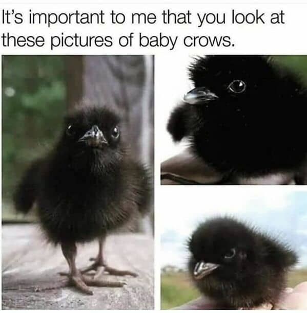 It's important to me that you look at these pictures of baby crows.
