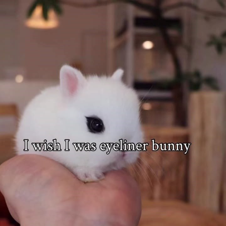 I wish I was eyeliner bunny