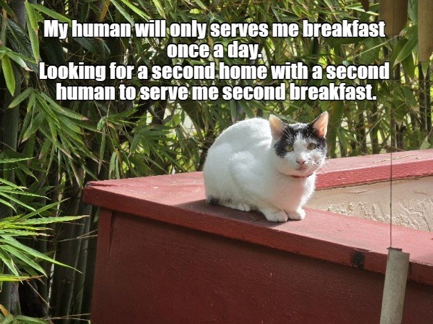 My human will only serves me breakfast once a day Looking for a second home with a second human to serve me second breakfast.