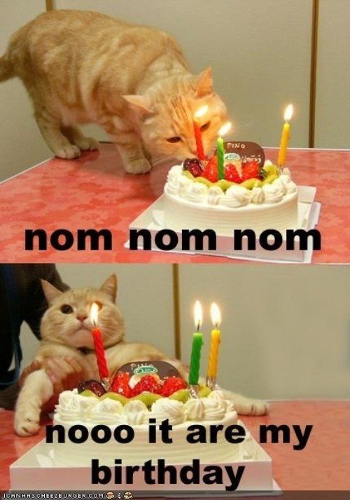 PINO nom nom nom nooo it are my birthday ICANHAS CHEEZE URGER.COM