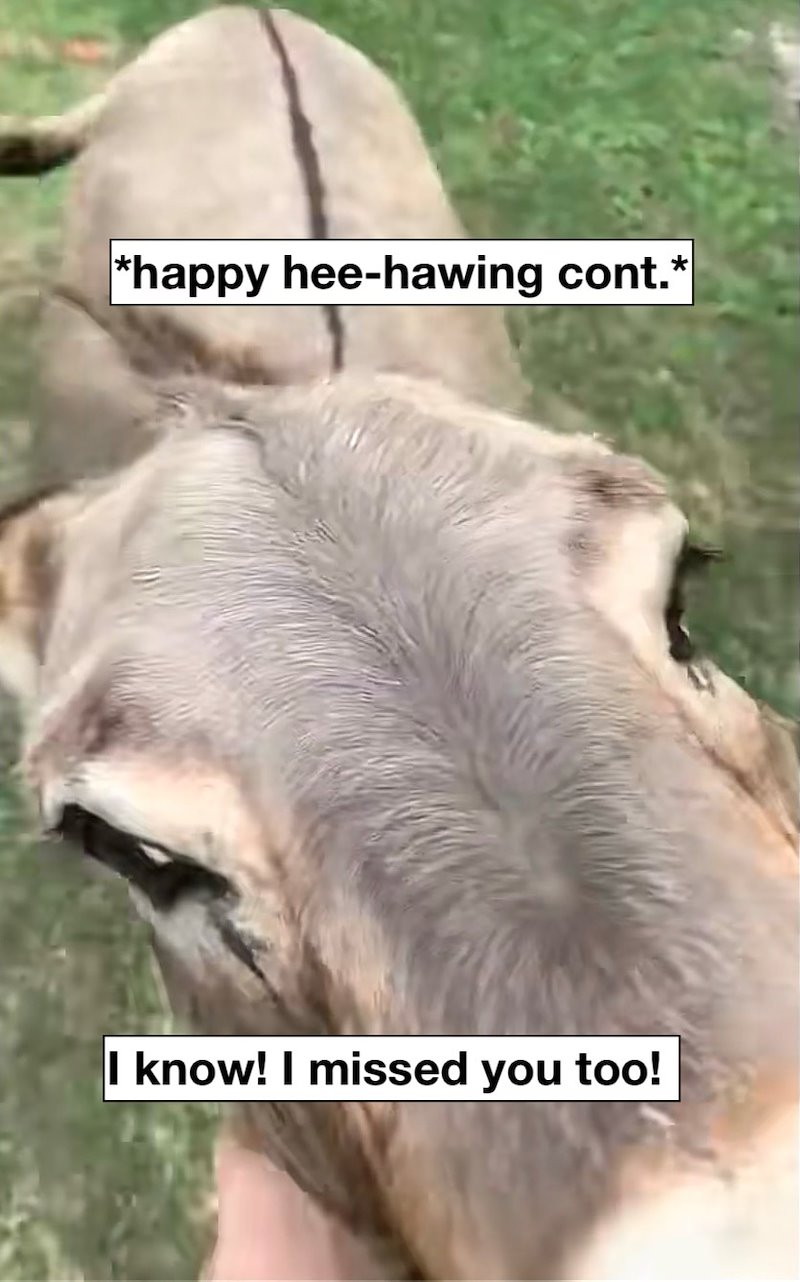*happy hee-hawing cont.* I know! I missed you too!
