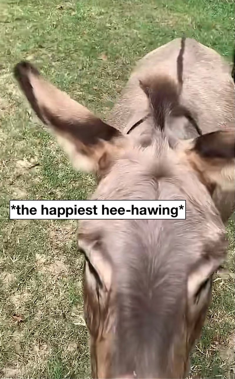 *the happiest hee-hawing*