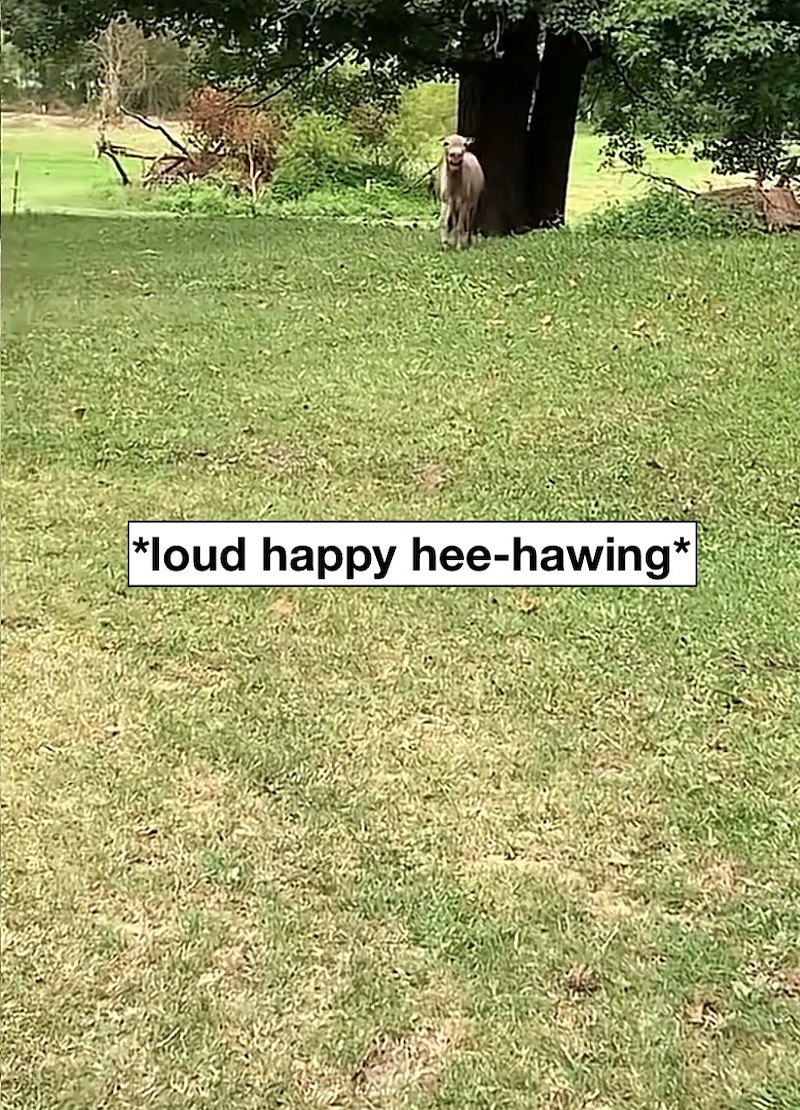 *loud happy hee-hawing*