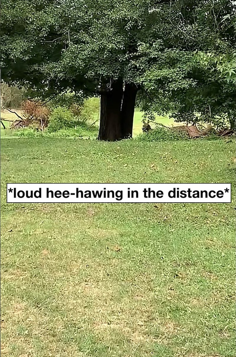 *loud hee-hawing in the distance*