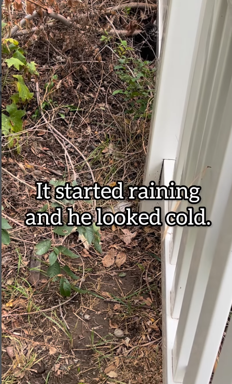 It started raining and he looked cold.