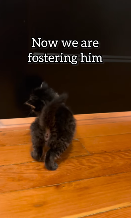 Now we are fostering him