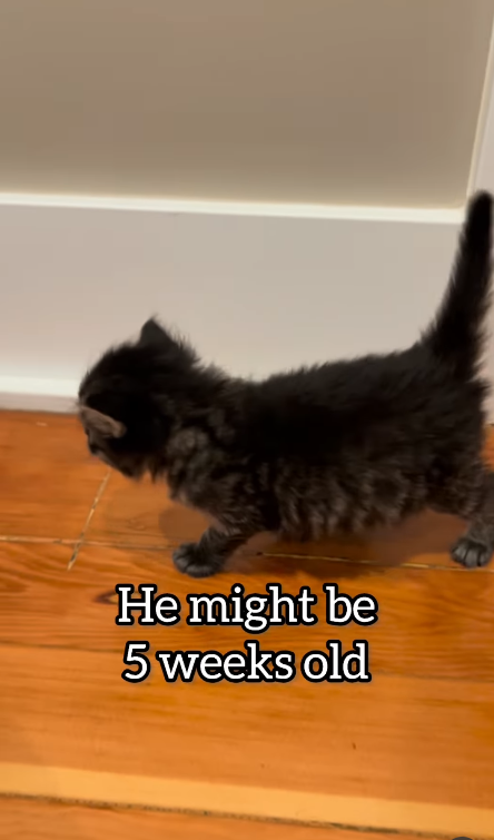 He might be 5 weeks old