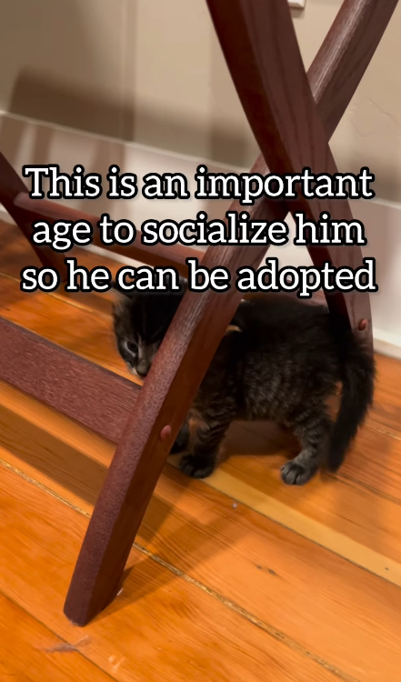 This is an important age to socialize him so he can be adopted