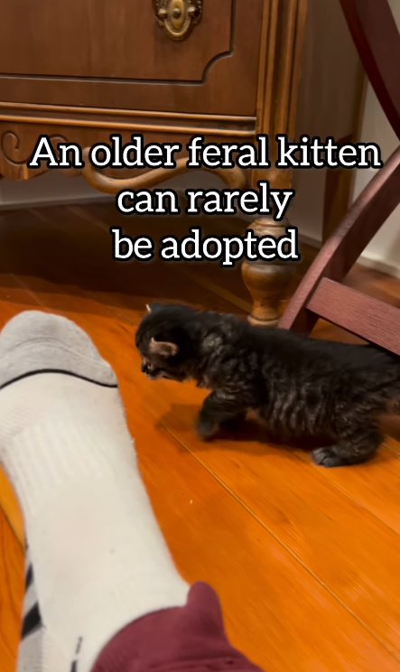 An older feral kitten can rarely be adopted