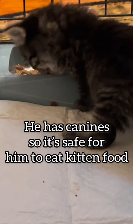 He has canines so it's safe for him to eat kitten food