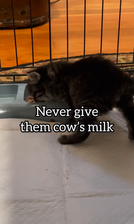 Never give them cow's milk