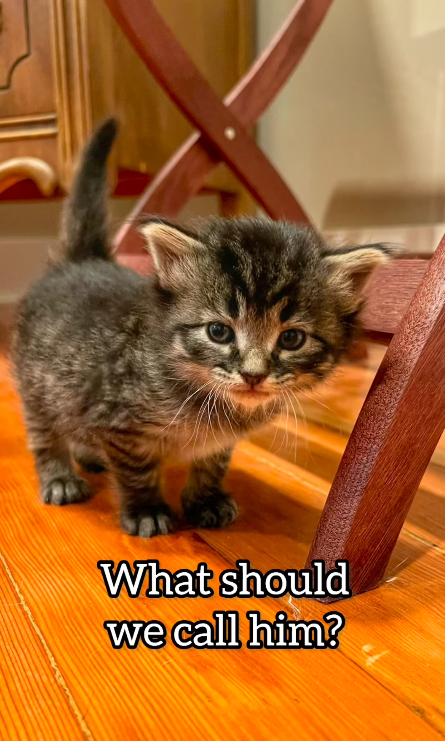 What should we call him?