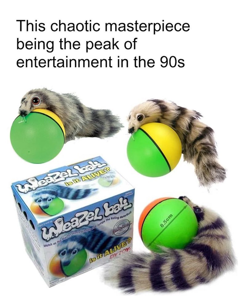 This chaotic masterpiece being the peak of entertainment in the 90s is it ALIVE? Weazel bala Weazel bak Watch as the Playful Weate chases and Jumps the Rolling MotorBall is it ALIVE? 8.5cm