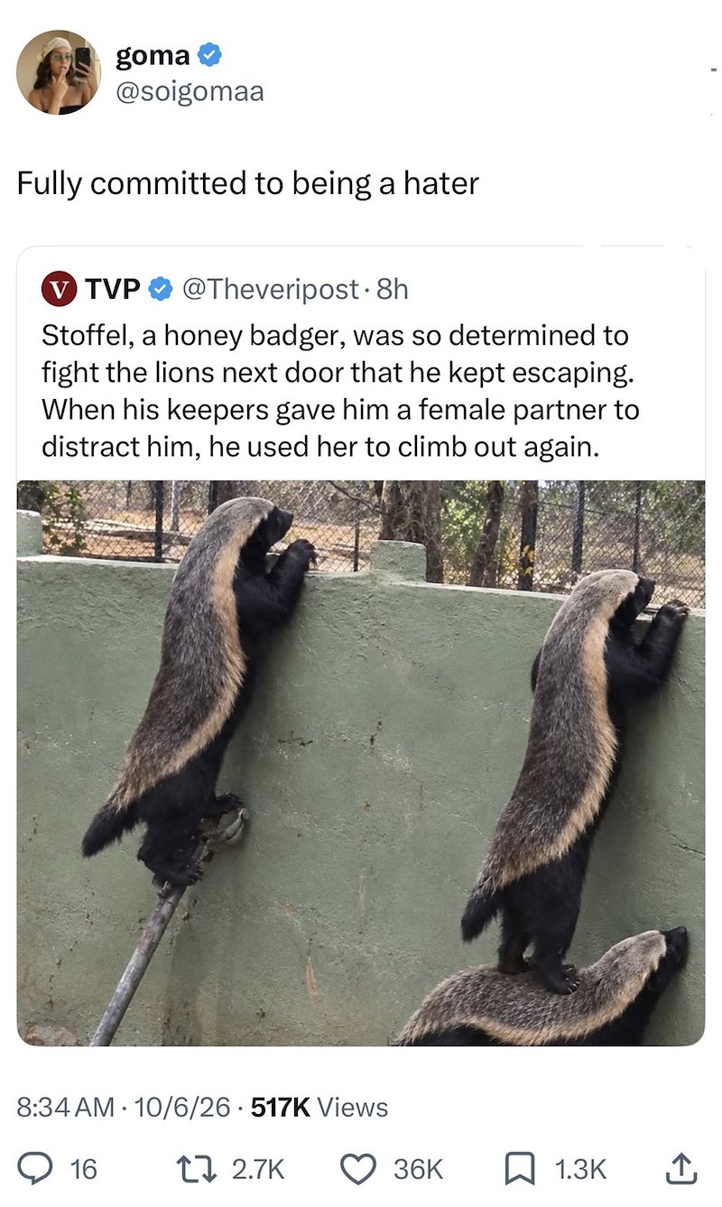 goma @soigomaa Fully committed to being a hater V TVP @Theveripost. 8h Stoffel, a honey badger, was so determined to fight the lions next door that he kept escaping. When his keepers gave him a female partner to distract him, he used her to climb out again. 8:34 AM 10/6/26 517K Views • 16 17 2.7K 36K ☐ 1.3K ↑