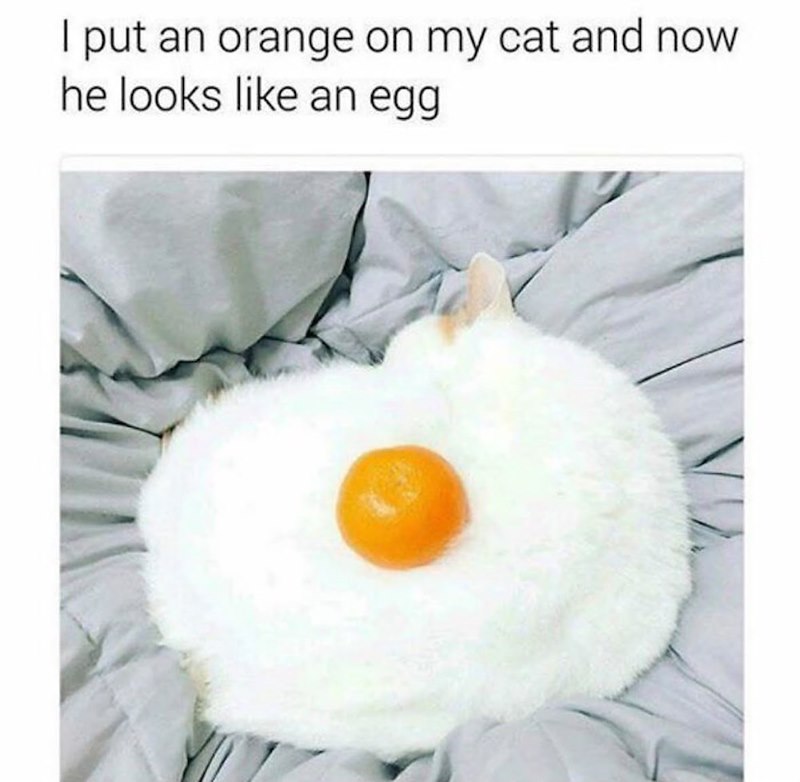 put an orange on my cat and now he looks like an egg