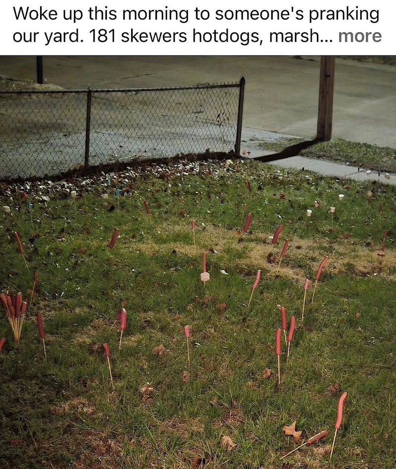 Woke up this morning to someone's pranking our yard. 181 skewers hotdogs, marsh... more