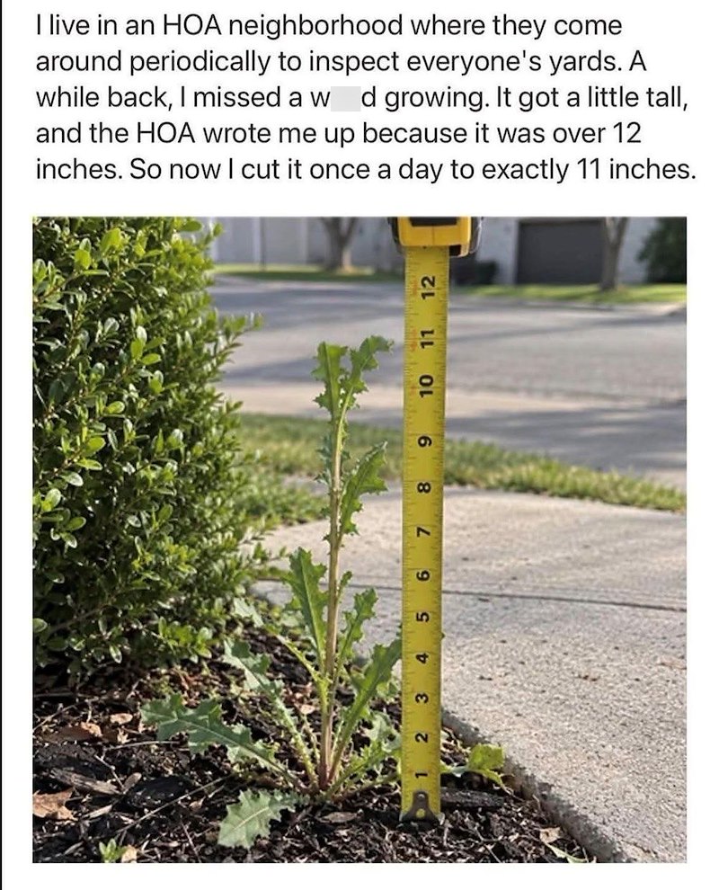 I live in an HOA neighborhood where they come around periodically to inspect everyone's yards. A while back, I missed a w d growing. It got a little tall, and the HOA wrote me up because it was over 12 inches. So now I cut it once a day to exactly 11 inches. 1 2 3 4 5 6 7 8 9 10 11 12