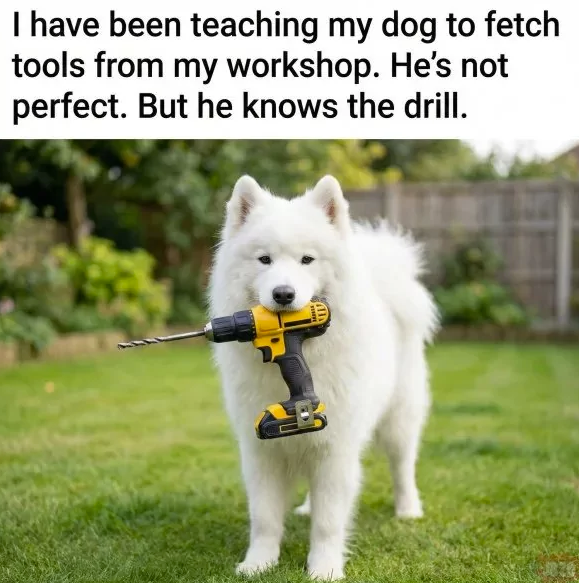 I have been teaching my dog to fetch tools from my workshop. He's not perfect. But he knows the drill.