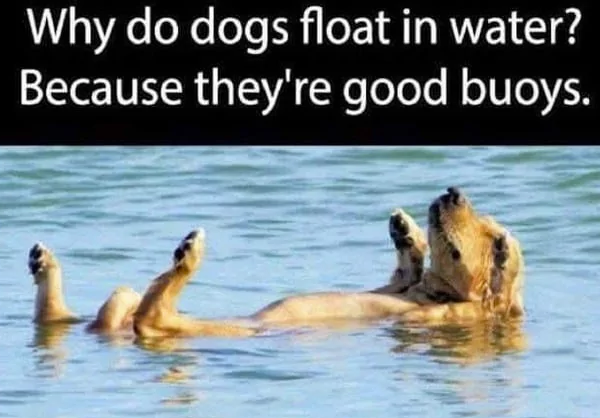 Why do dogs float in water? Because they're good buoys.