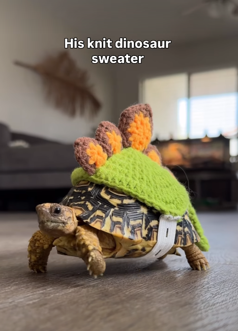 His knit dinosaur sweater