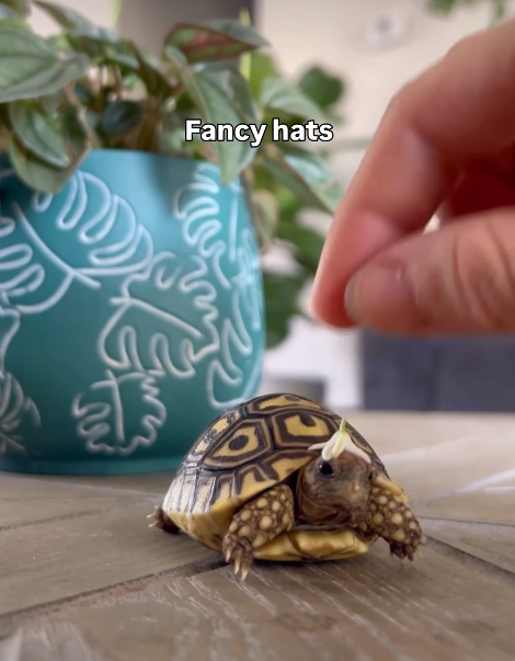 Fancy hats