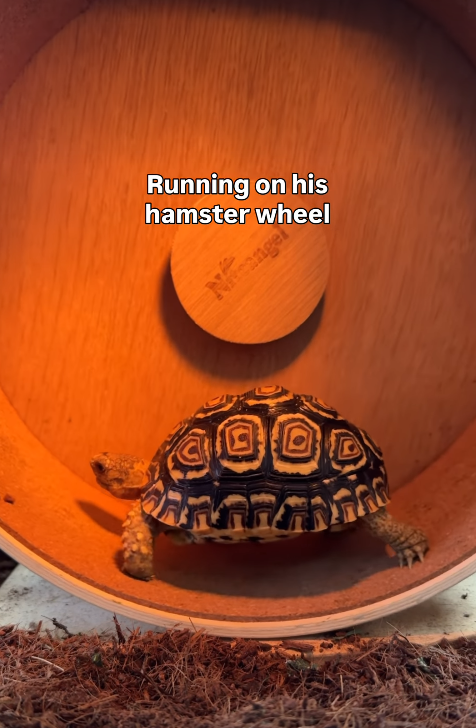 Running on his hamster wheel Nanger OOD