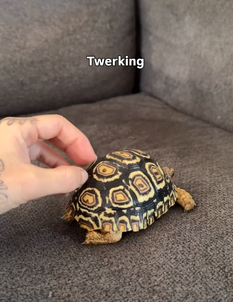 Twerking