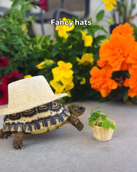 Fancy hats